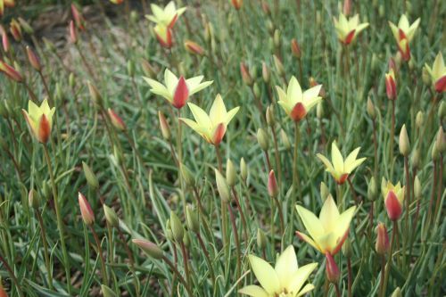 Tulipa clusiana 'Cynthia'  bestellen